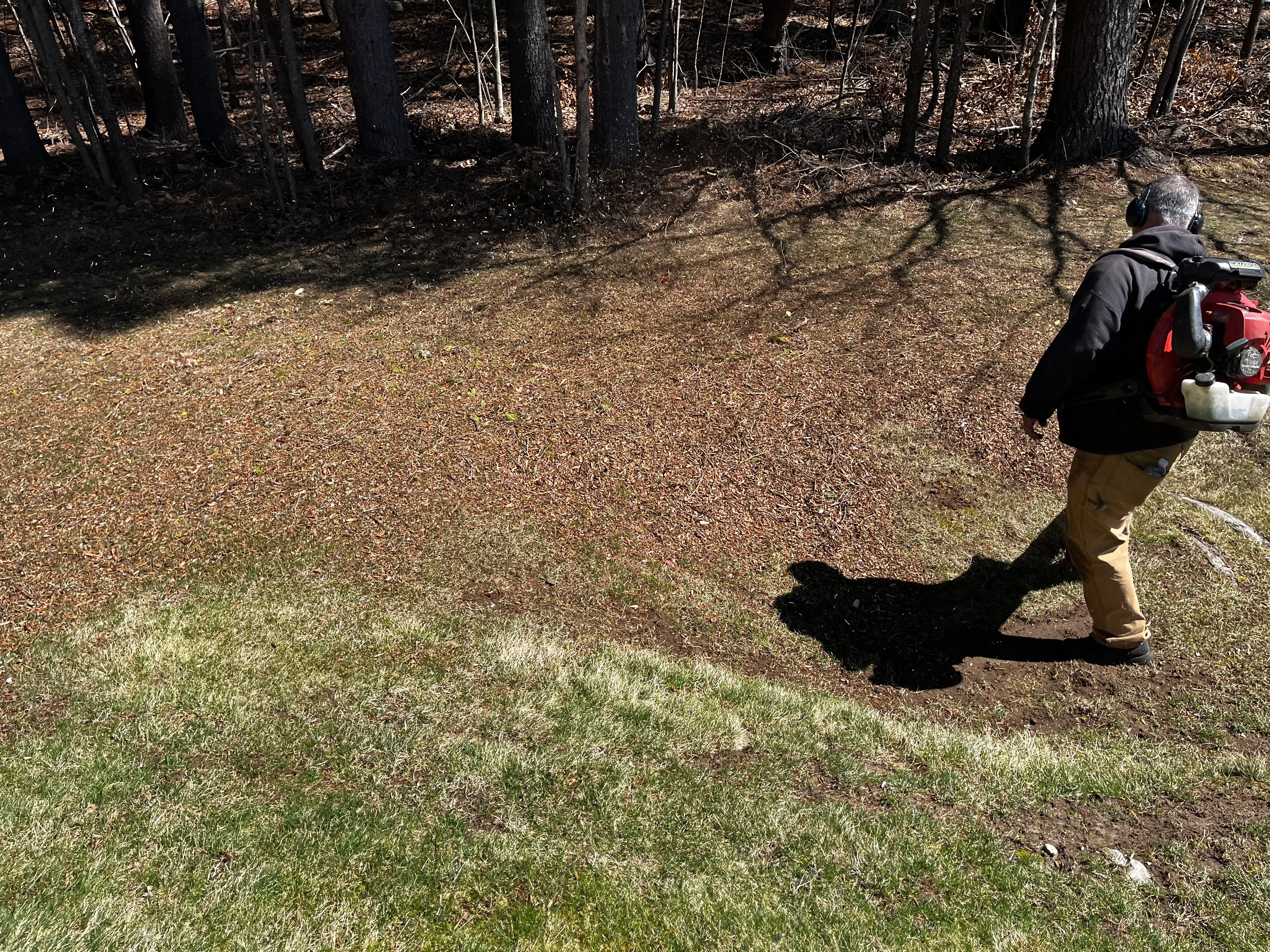 Worker clearing forest floor debris with equipment among mature trees