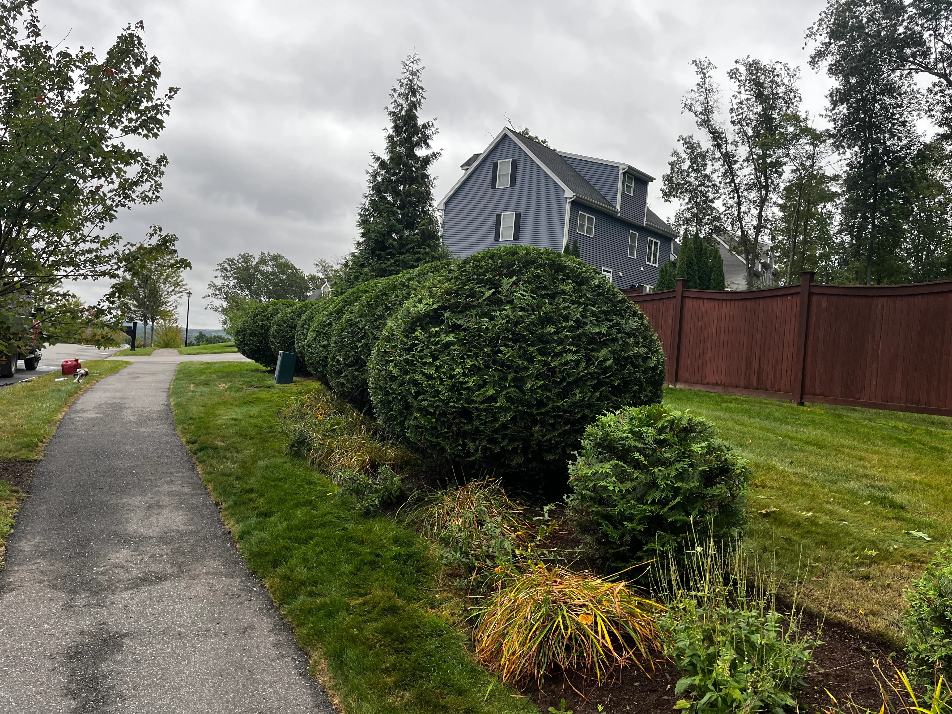 Front yard landscape with evergreen hedges, ornamental grasses, and mixed plantings along driveway