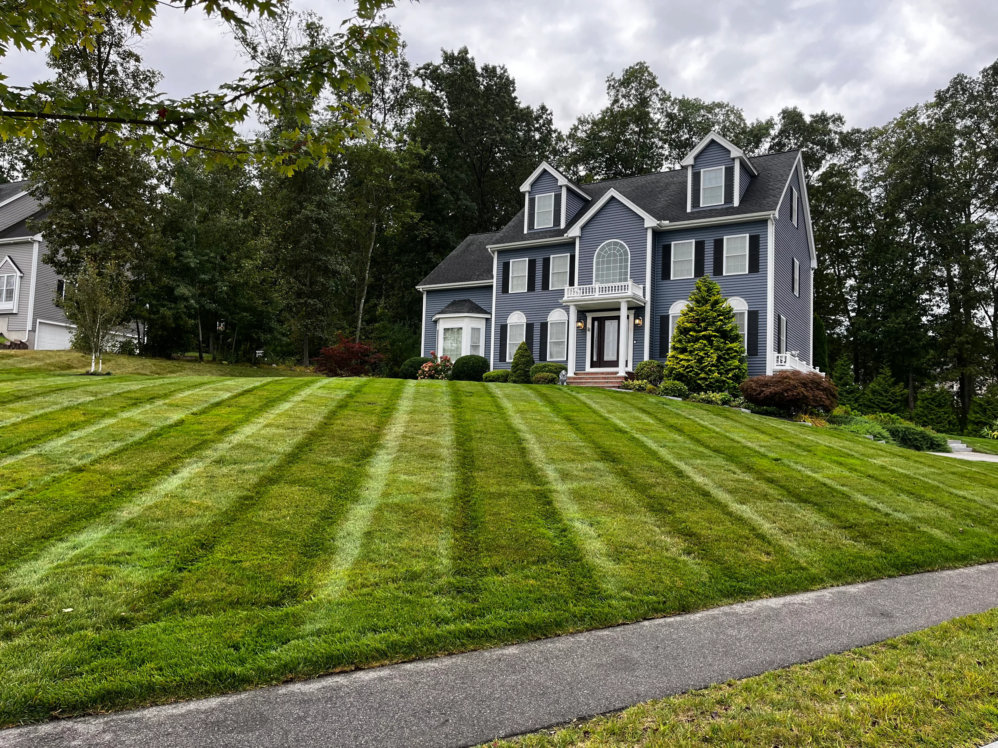 Striped lawn with foundation plantings, evergreens, and ornamental shrubs around colonial home
