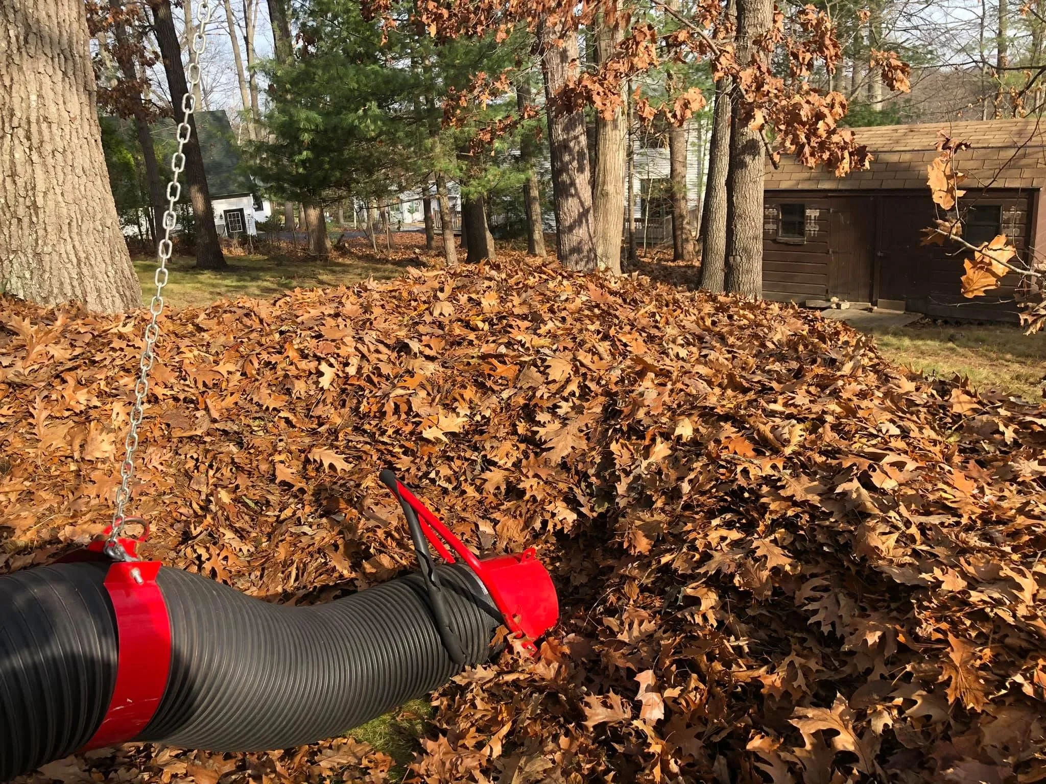 Leaf removal in progress with red and black equipment clearing fallen oak and maple leaves from wooded yard
