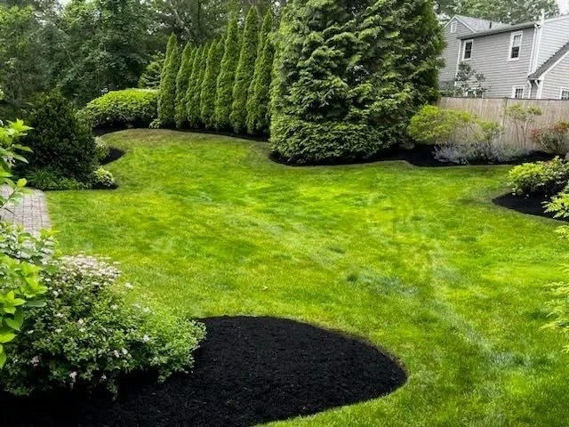Manicured lawn with curved black mulch beds, evergreen shrubs, and columnar trees in residential yard