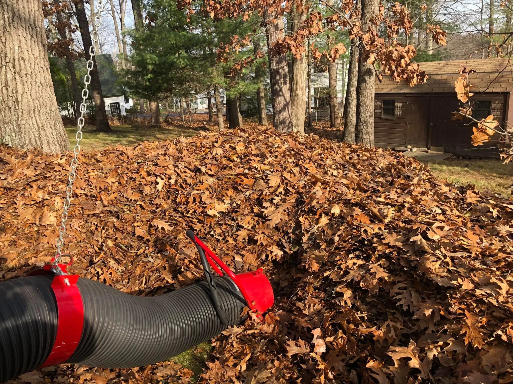 Leaf debris removal in progress with collection equipment among mature oak trees