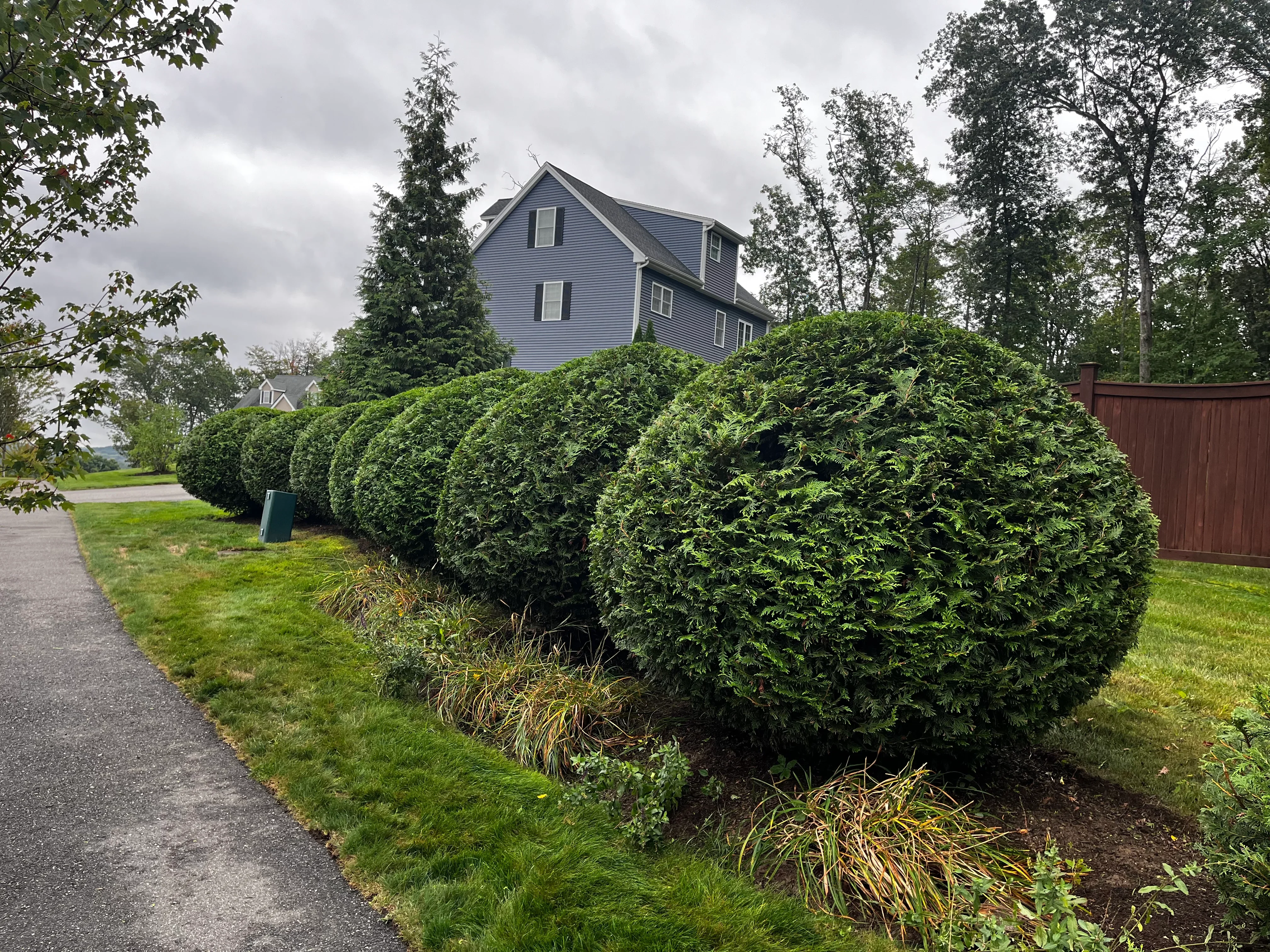 Shaped evergreen hedges with ornamental grasses along residential driveway and lawn
