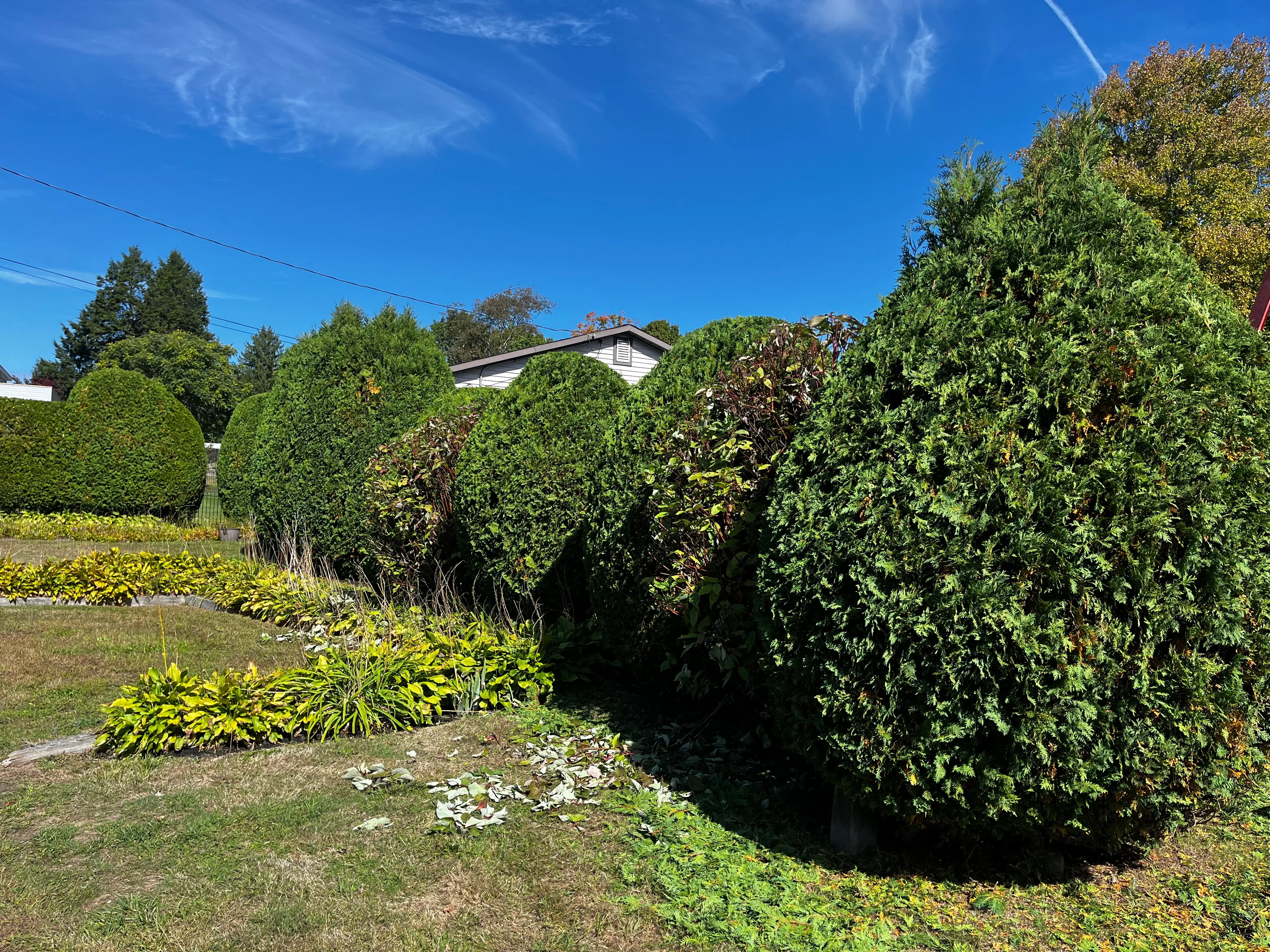 Manicured evergreen hedges, golden perennials, and ornamental grasses in residential landscape