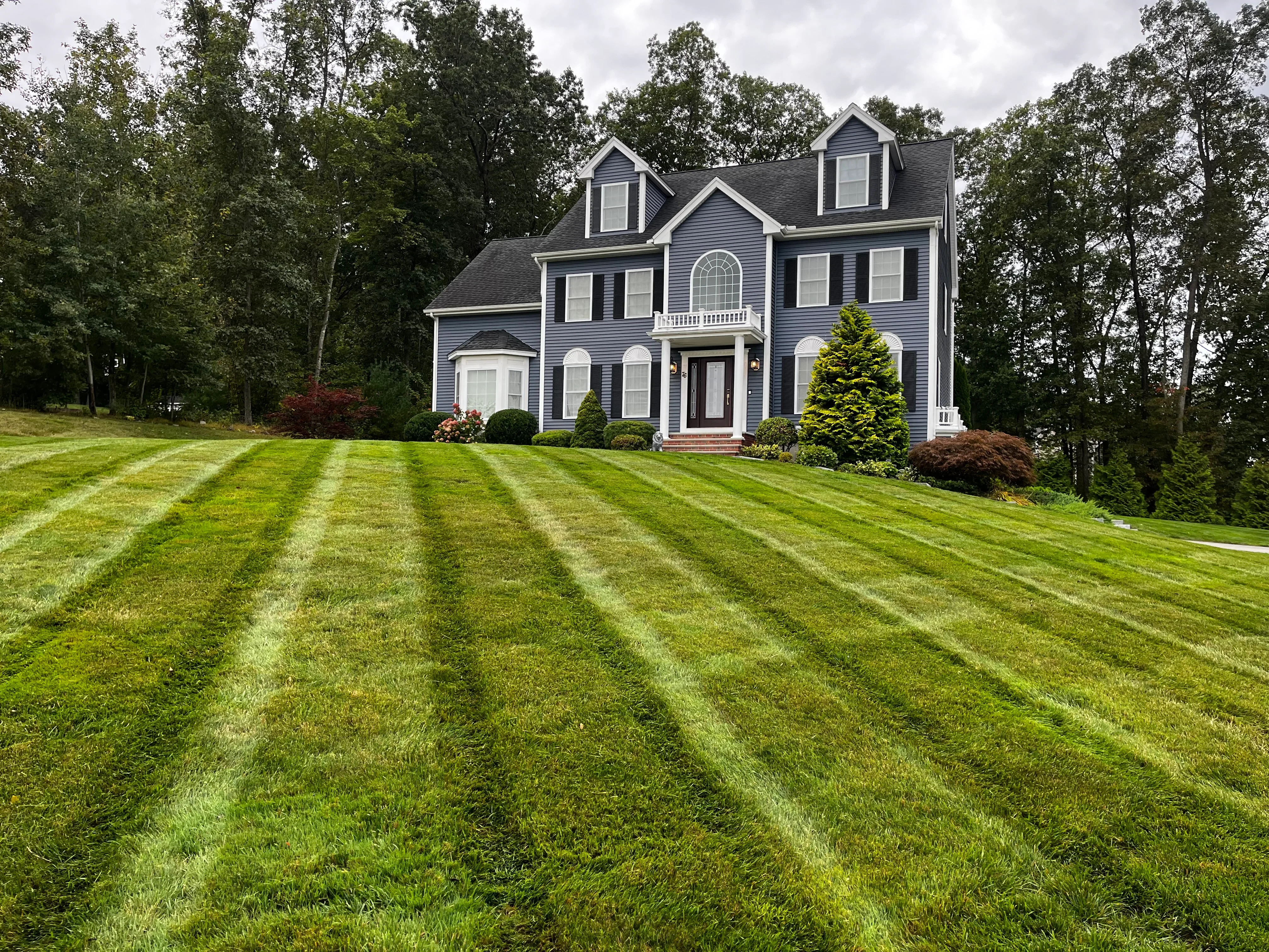 Striped lawn mowing with manicured foundation plantings and evergreen landscaping