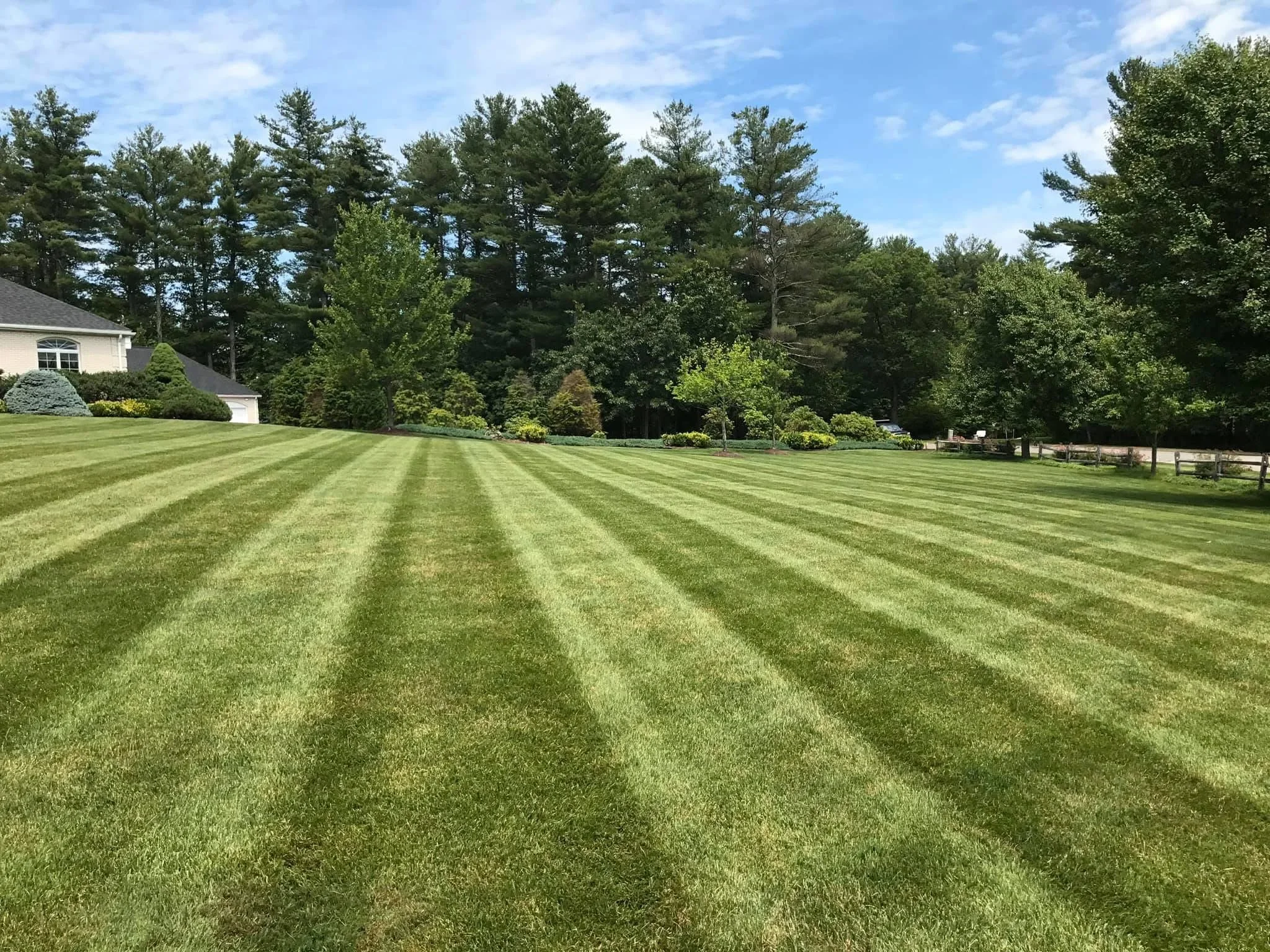 Professionally striped residential lawn with diagonal mowing patterns and mature tree backdrop
