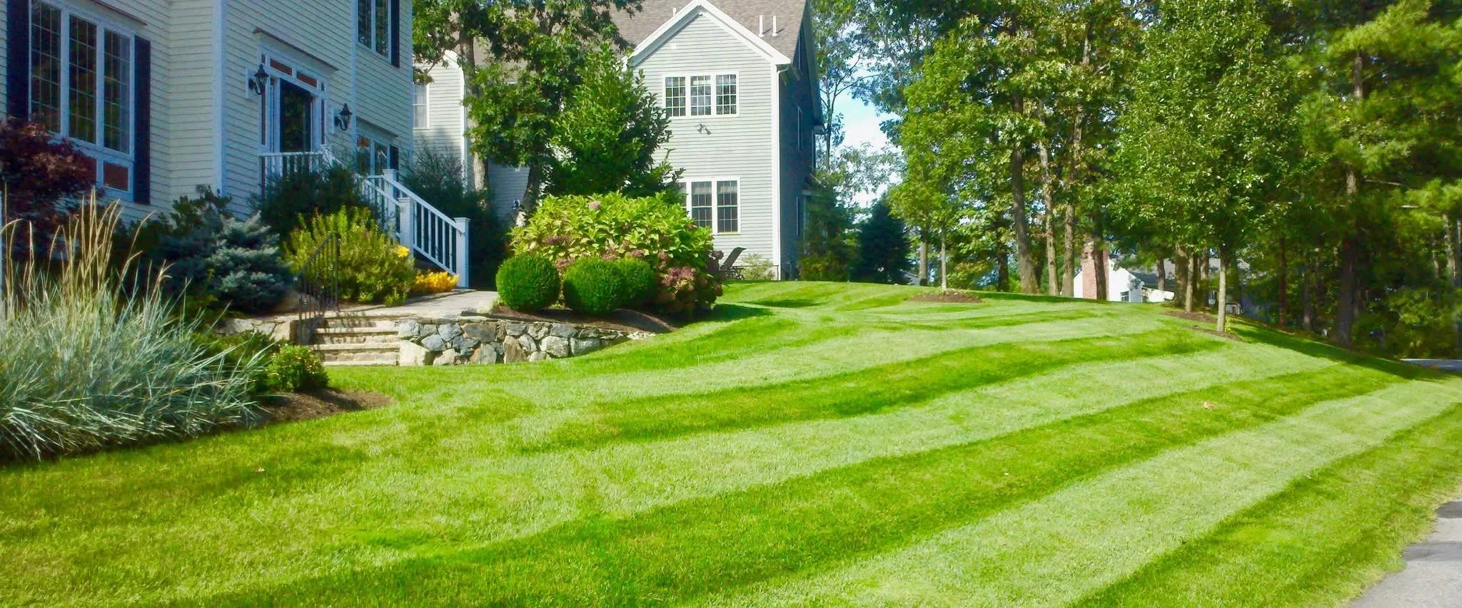 Striped lawn with stone retaining wall, boxwoods, ornamental grasses, and mixed plantings