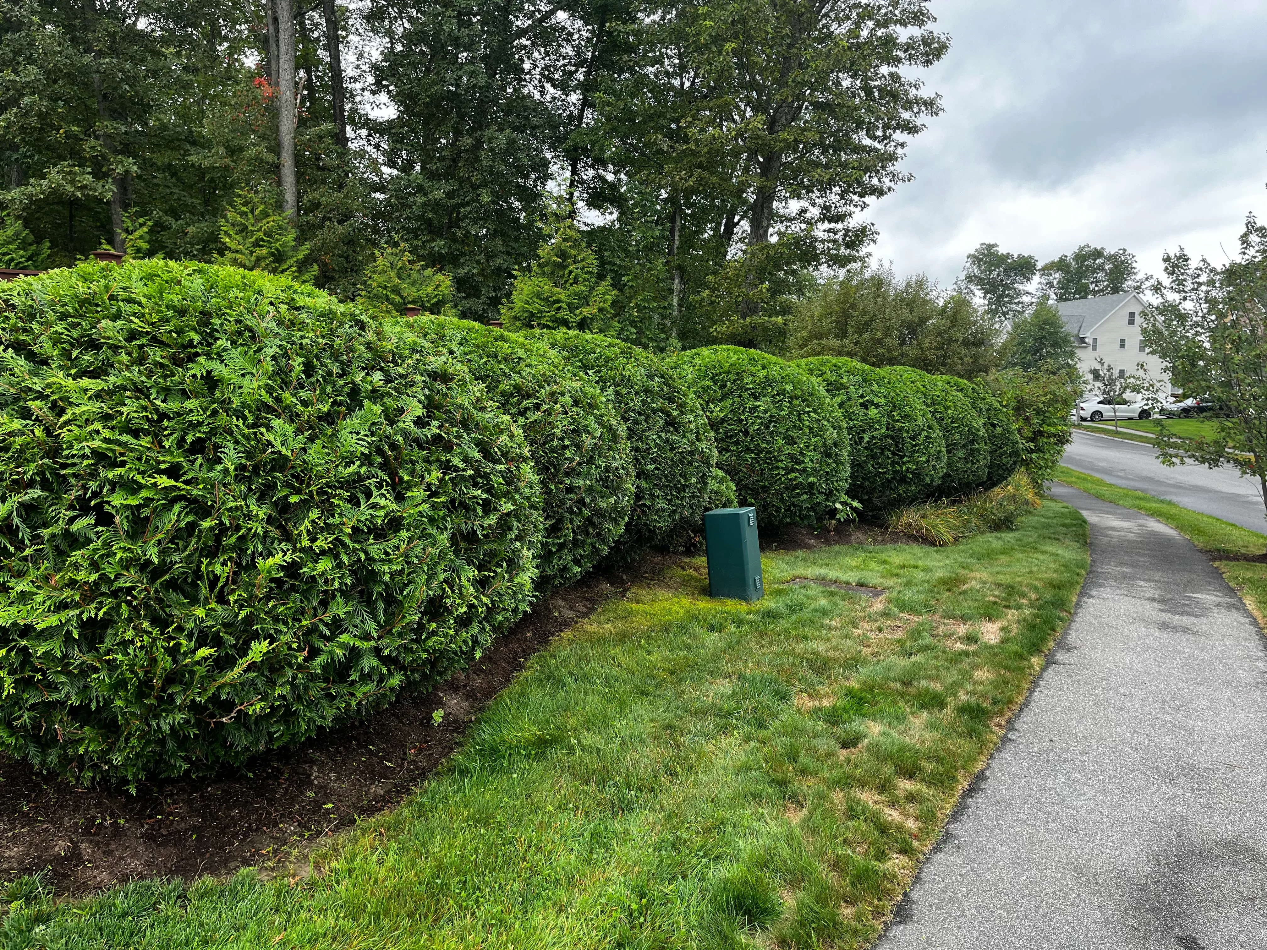 Tall evergreen hedge with mulch bed and lawn along residential driveway