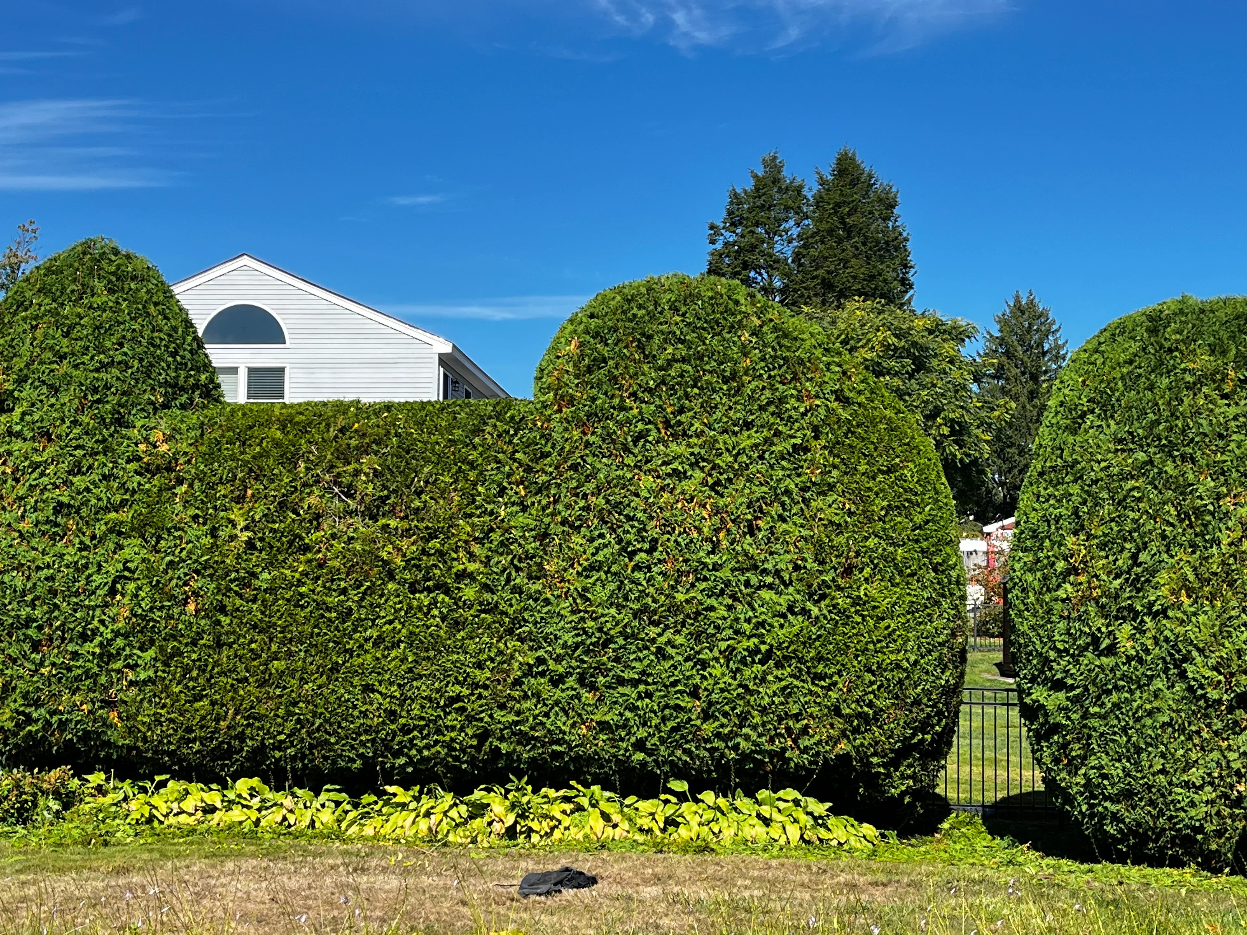 Tall formal evergreen hedges with metal gate entry and perennial plantings at base
