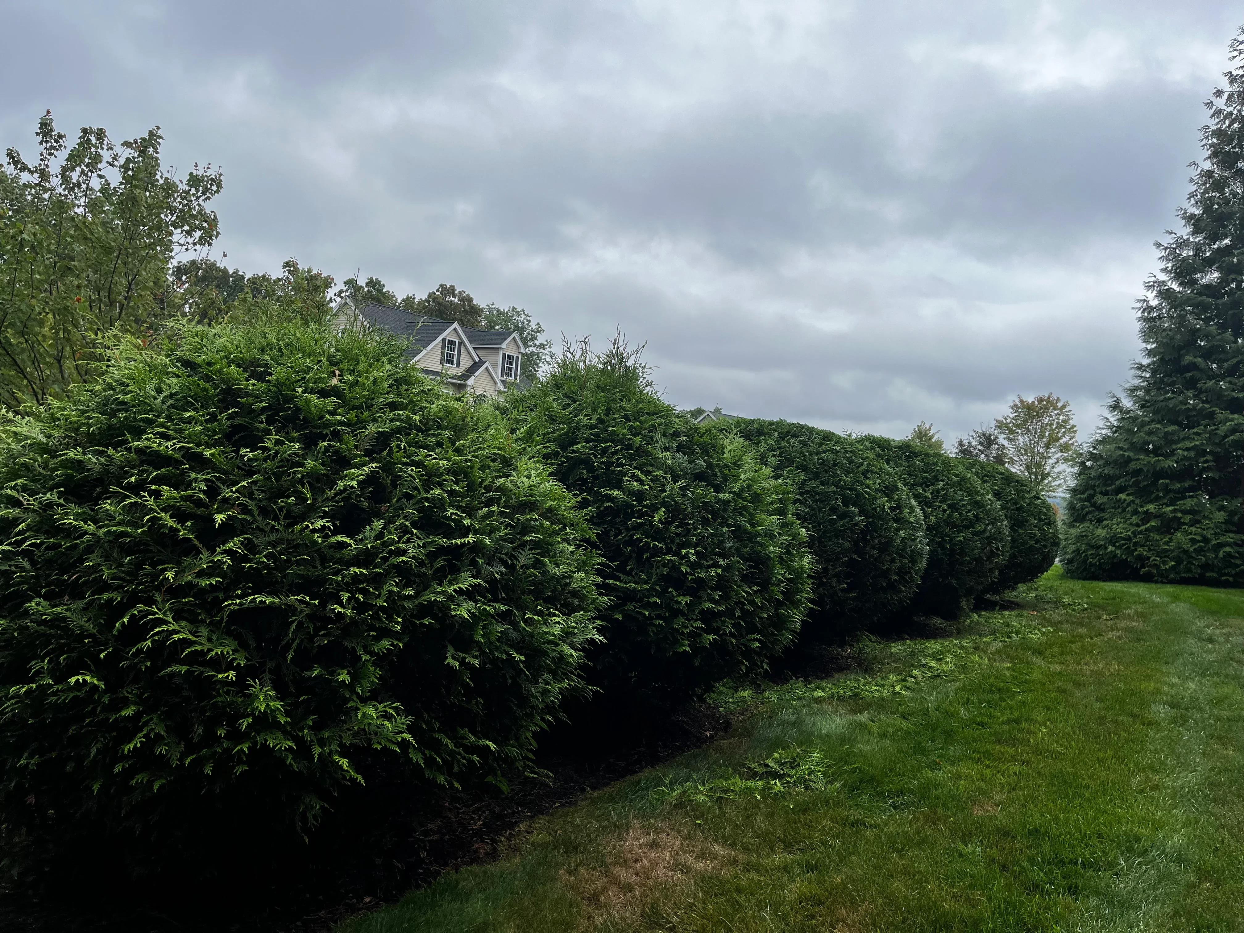Dense evergreen hedge row with manicured lawn and mixed tree plantings