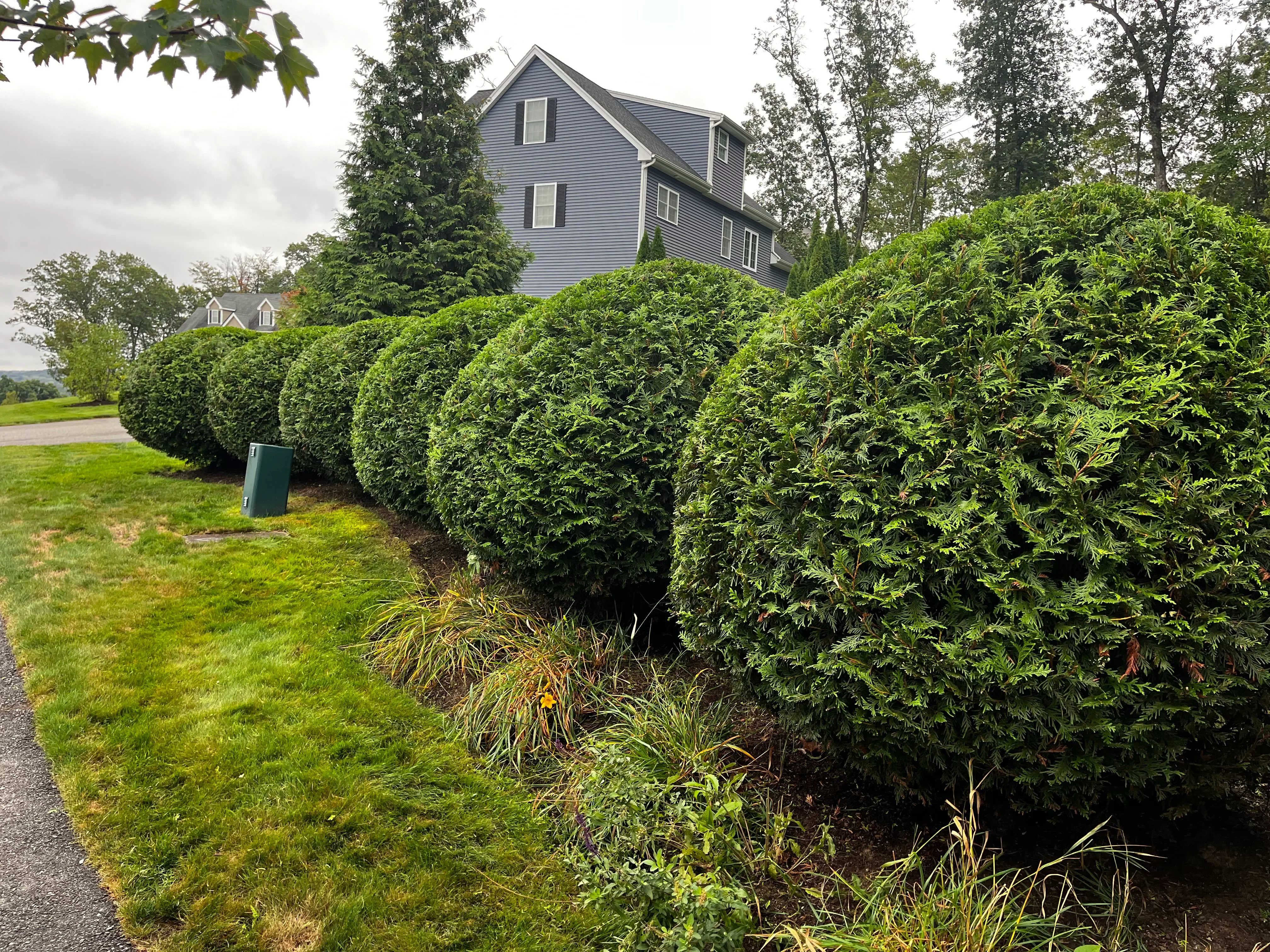 Manicured evergreen hedges with shaped shrubs and ornamental grasses along residential driveway