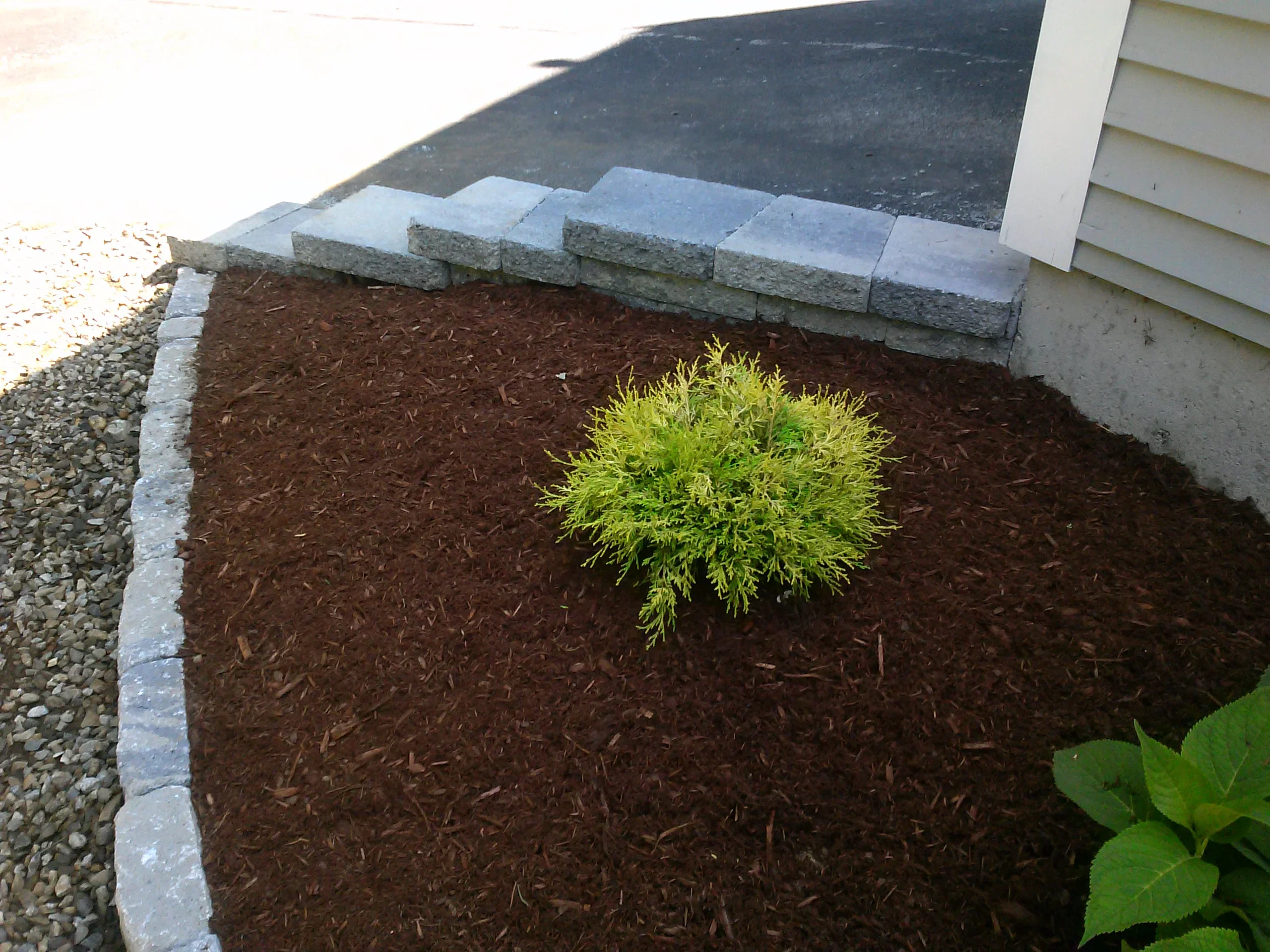 Dark mulch bed with golden arborvitae plant and concrete block edging along foundation