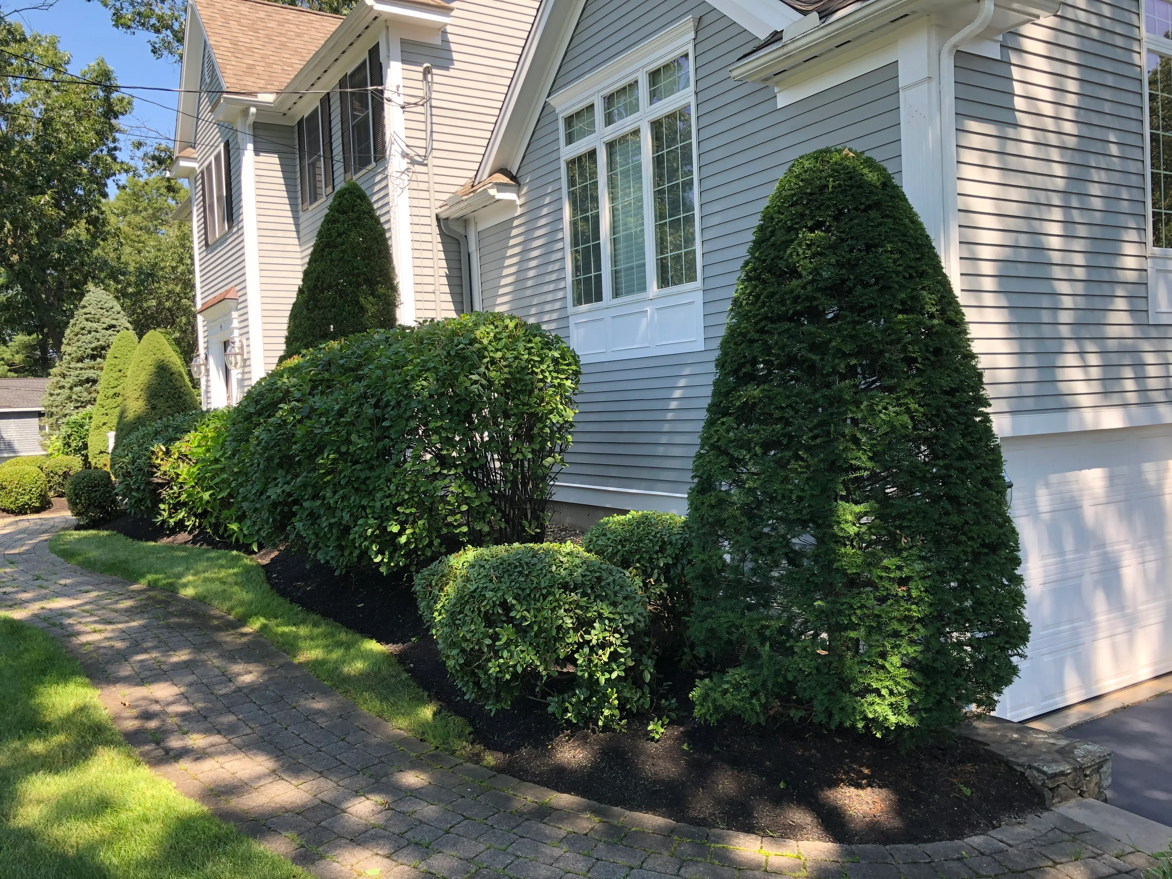 Evergreen topiaries and boxwood shrubs in foundation planting beds with mulch