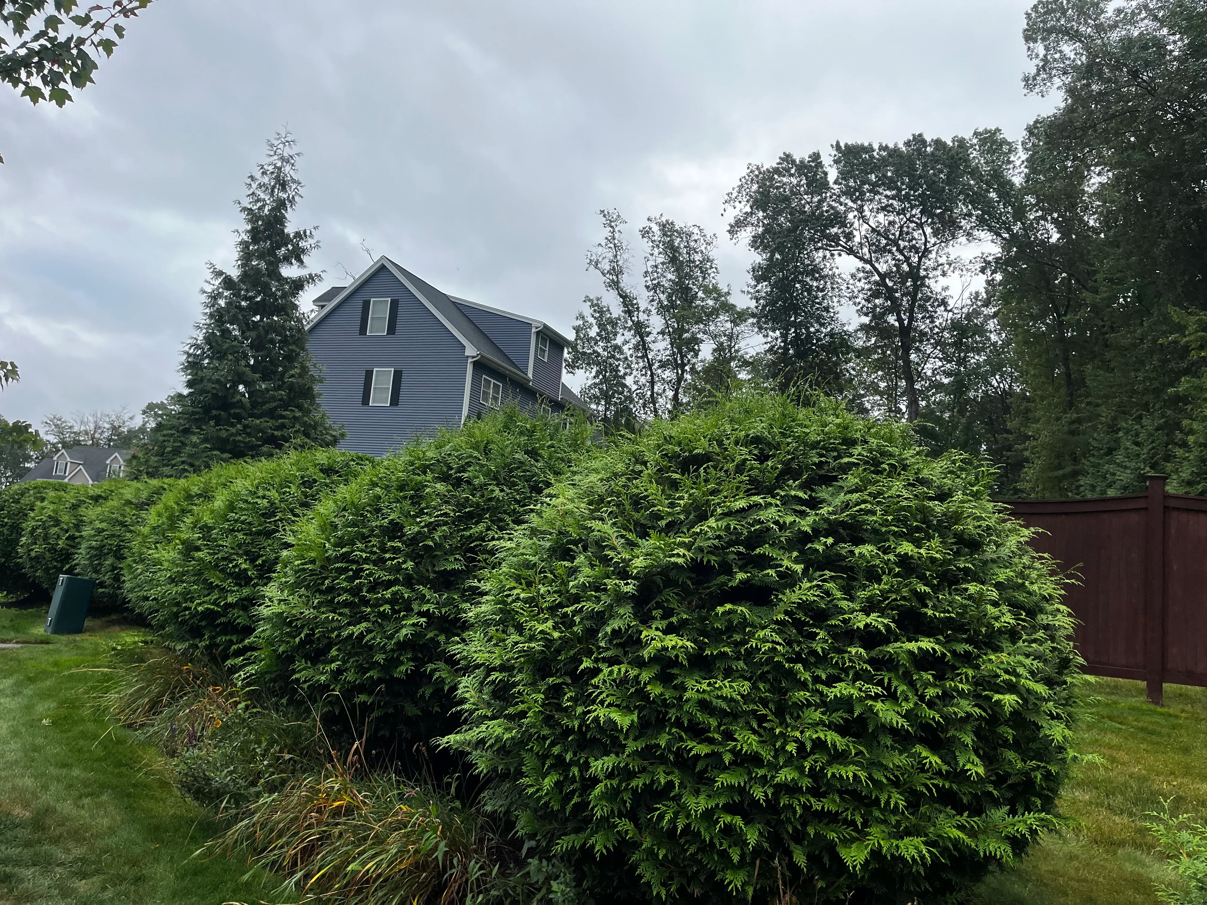 Tall evergreen hedge screening with mature conifer plantings along residential property line