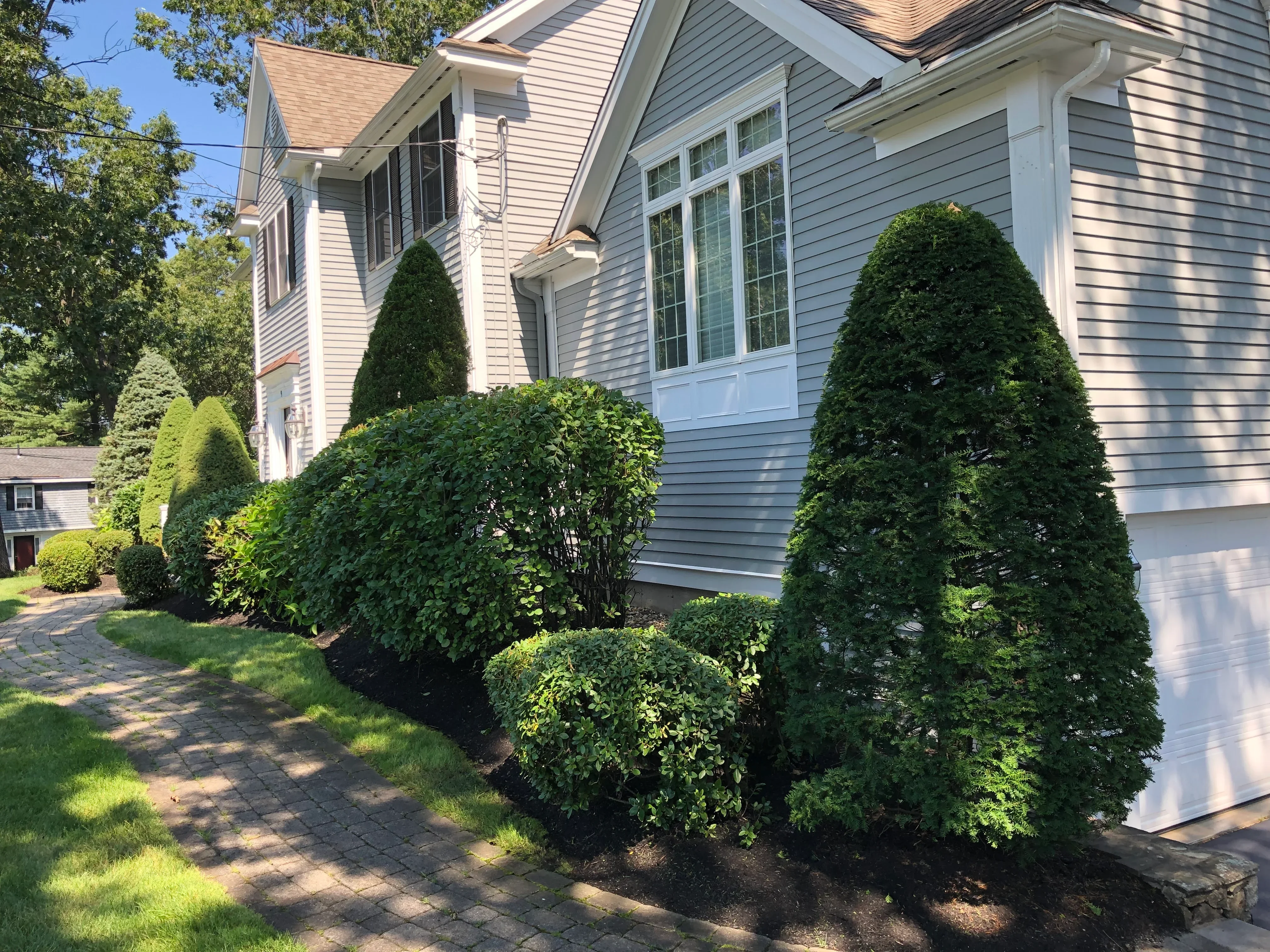 Shaped evergreen shrubs and boxwoods in foundation planting along home entry