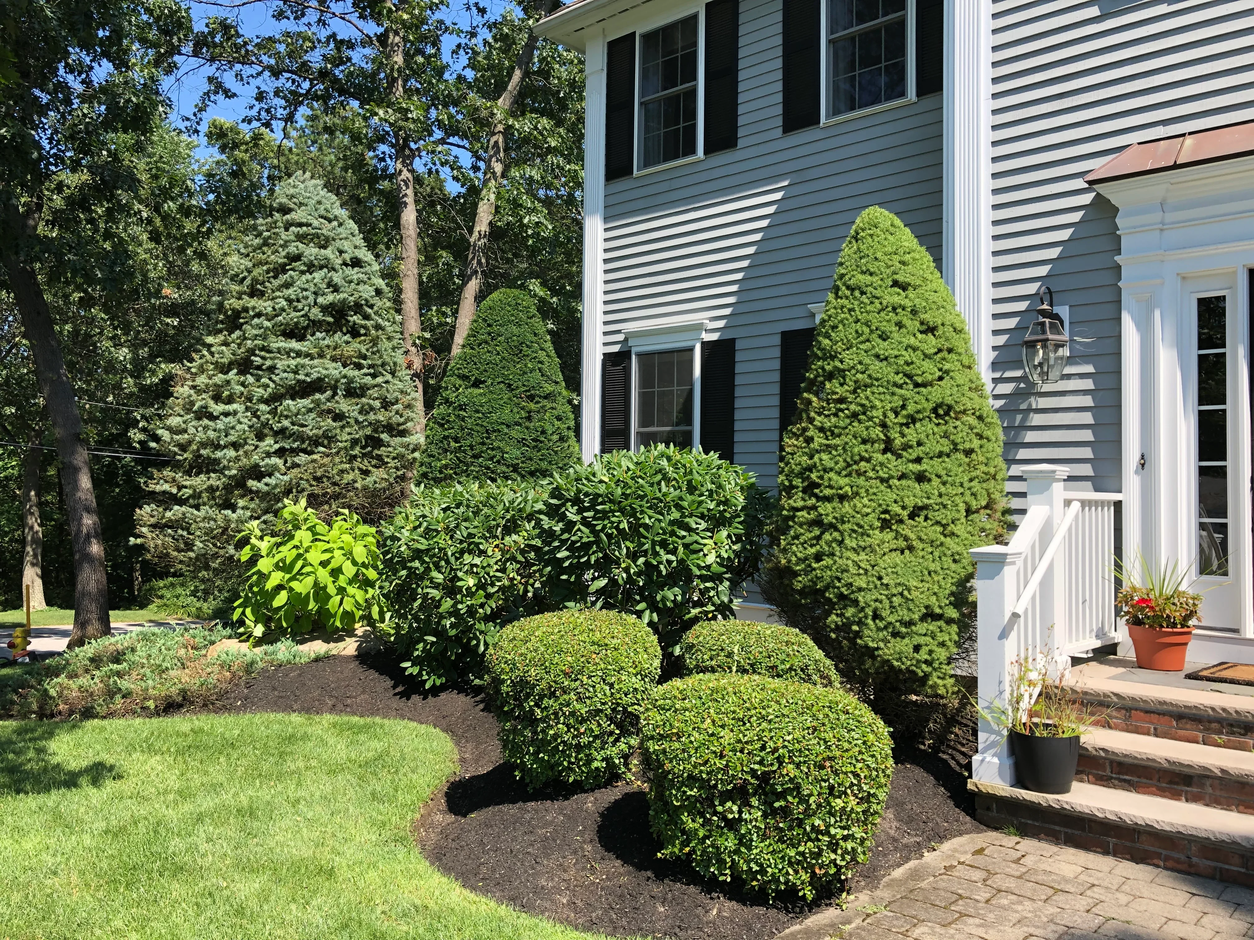 Formal boxwood hedge spheres and columnar evergreens in dark mulch bed against blue house siding