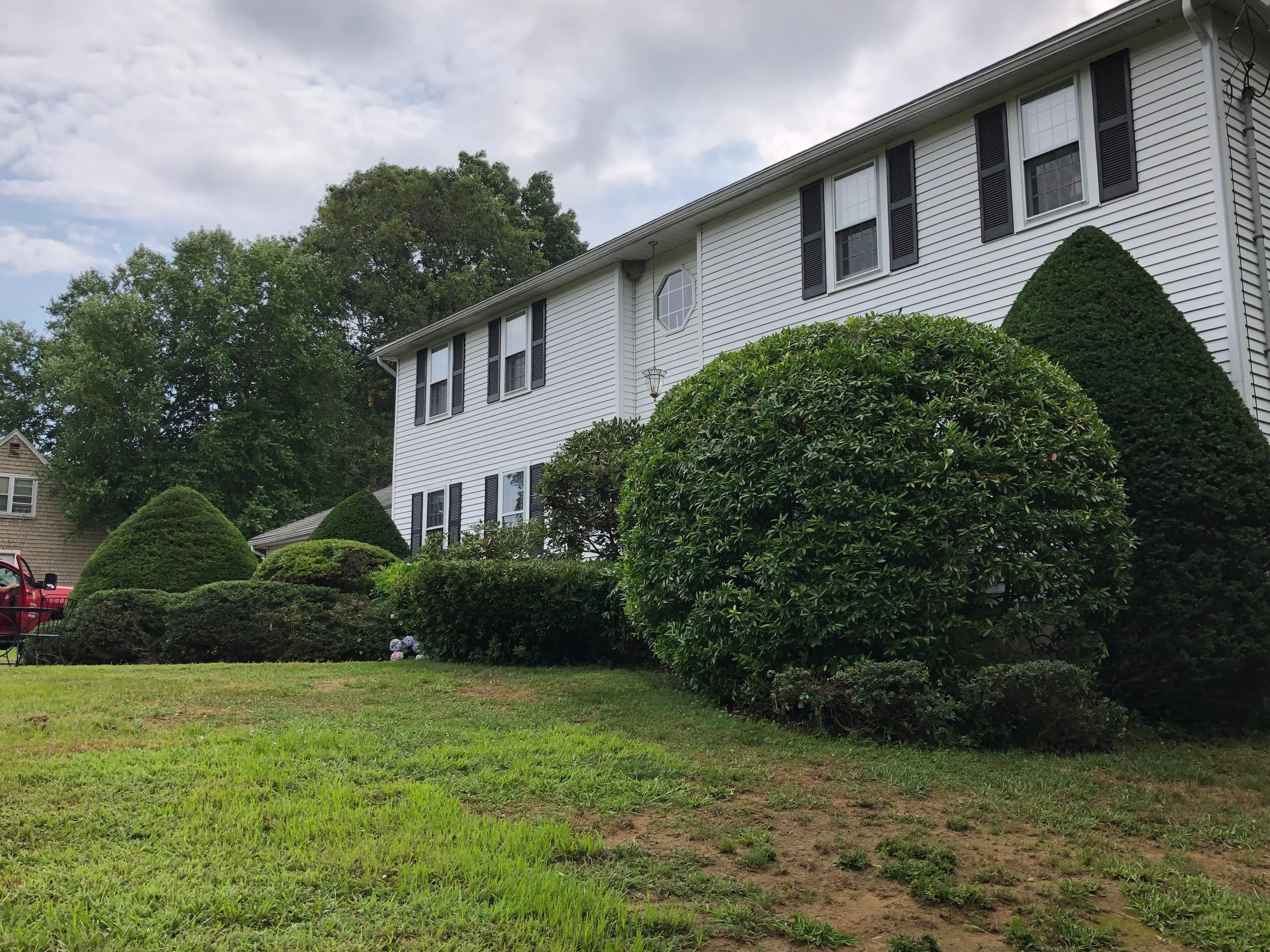 Shaped evergreen hedges and cone-form shrubs in front of white colonial home with manicured lawn